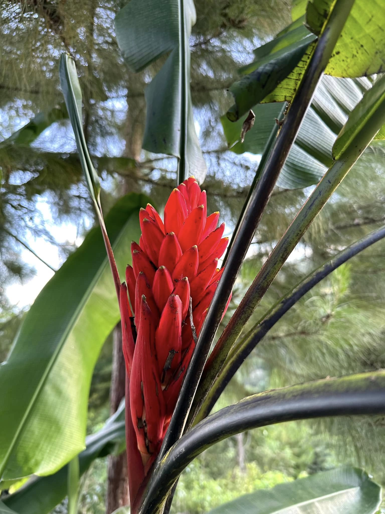 Orquídeas